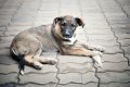 Организован колл-центр по вопросам отлова собак без владельцев