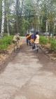 В микрорайоне Белые Столбы ведется благоустройство тротуара