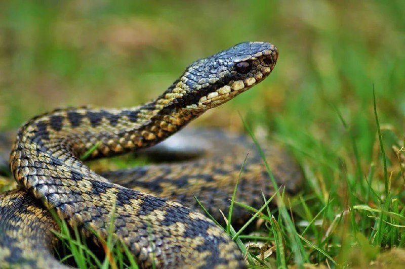 Повстречаться со змеями можно в разных местах: в лесу, в поле или на огороде