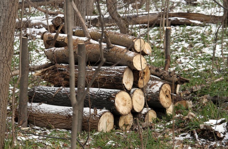 В 2026 году на лесных участках в границе Домодедово запланированы мероприятия по уходу за лесом
