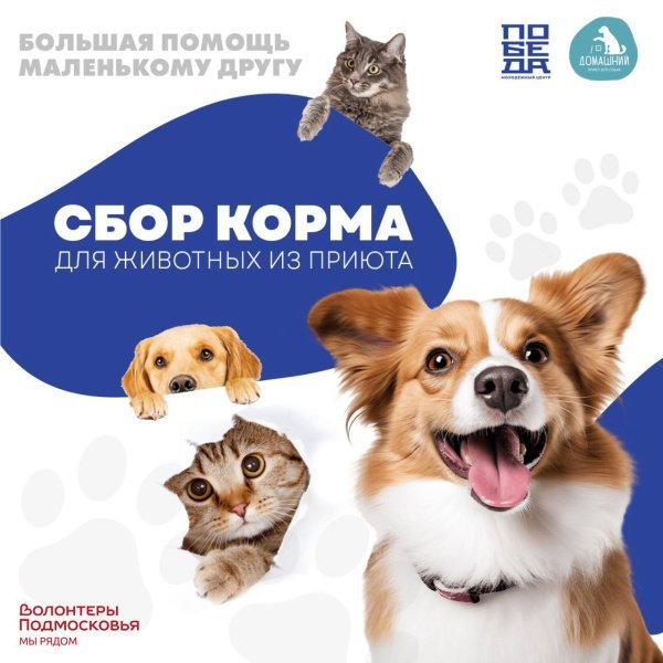 Большая помощь маленькому другу в Домодедово! 