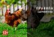 Обязательные требования, установленные Ветеринарными правилами содержания птиц на личных  подворьях граждан и птицеводческих хозяйствах открытого типа,  утвержденными приказом Минсельхоза России от 3 апреля 2006 г. № 103
