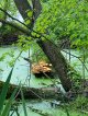 День очистки водоемов в мкр. Барыбино