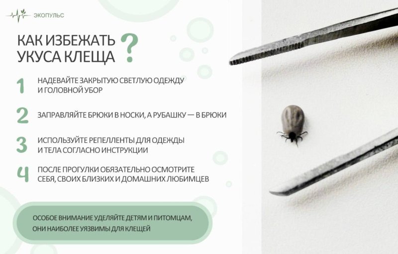 Клещи не знают, что такое летний отпуск!