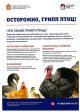 Жителей Домодедово предупреждают о выявлении случаев птичьего гриппа