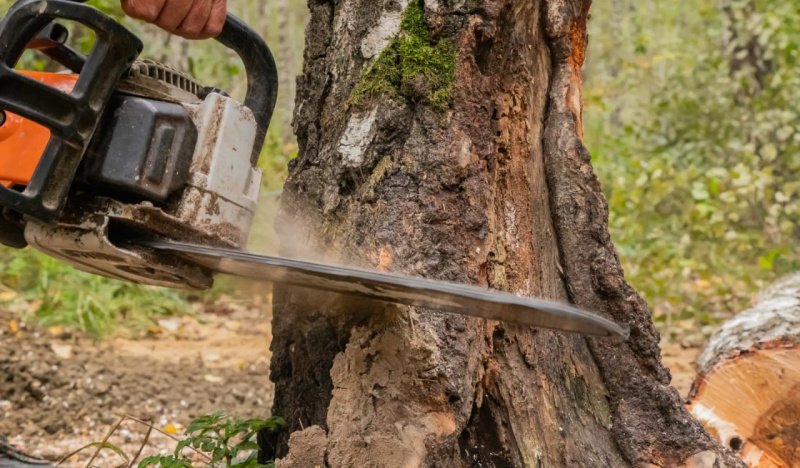 Информируем о плановом проведении санитарно-оздоровительных мероприятии и рубки аварииных деревьев