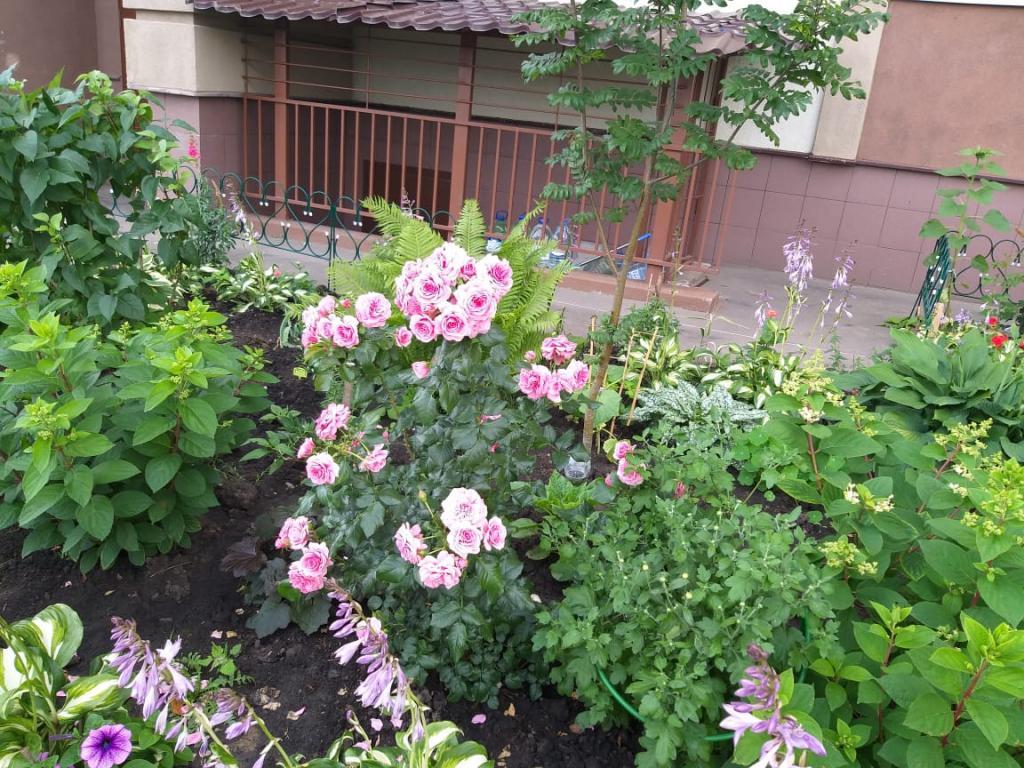 IMG-20190708-WA0011.jpg IMG-20190708-WA0011.jpg