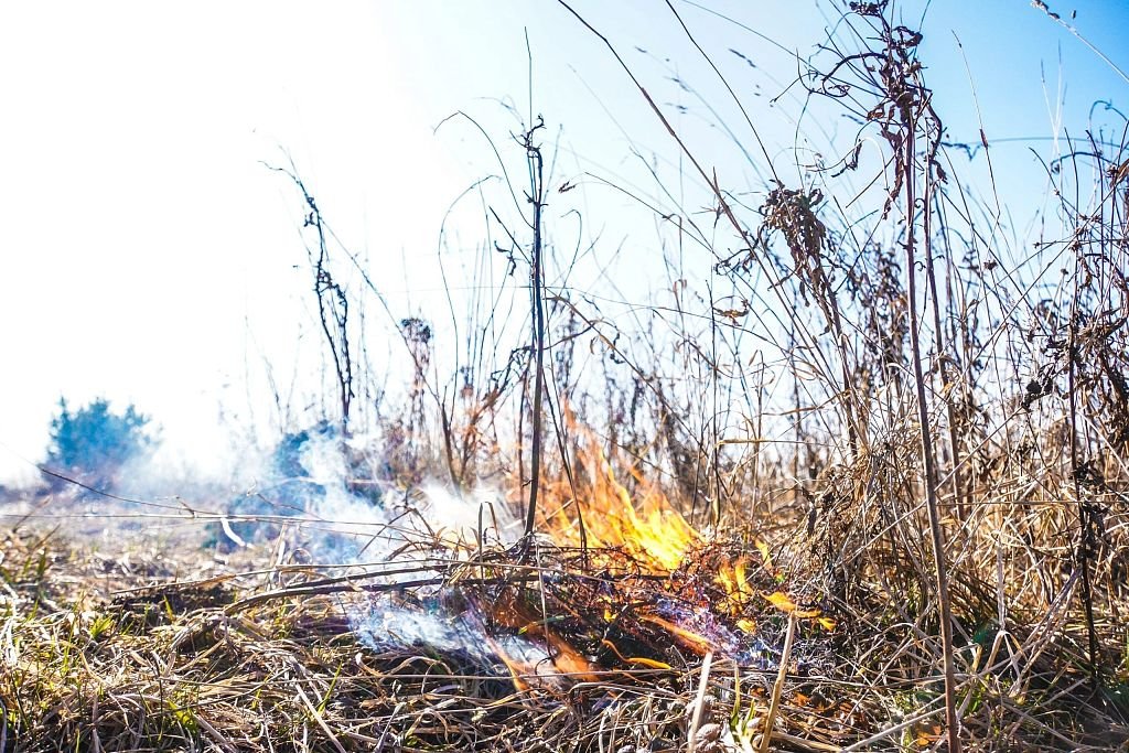 природные пожары. чрезвычайная пожарная опасность. высокая пожарная опасность лесов. лесные пожары. лесной пожар в омске.